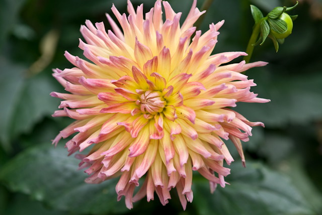 Vermont Flowers